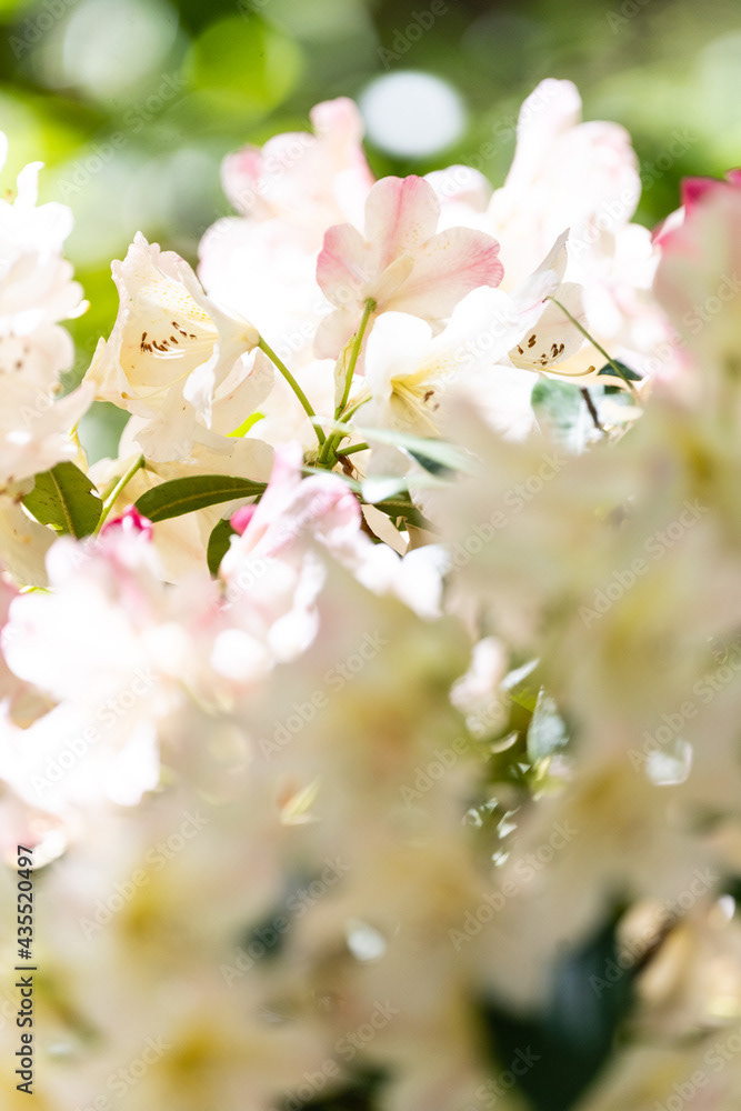  Photo by Lea Tyrrell | Available via Adobe Stock Images
