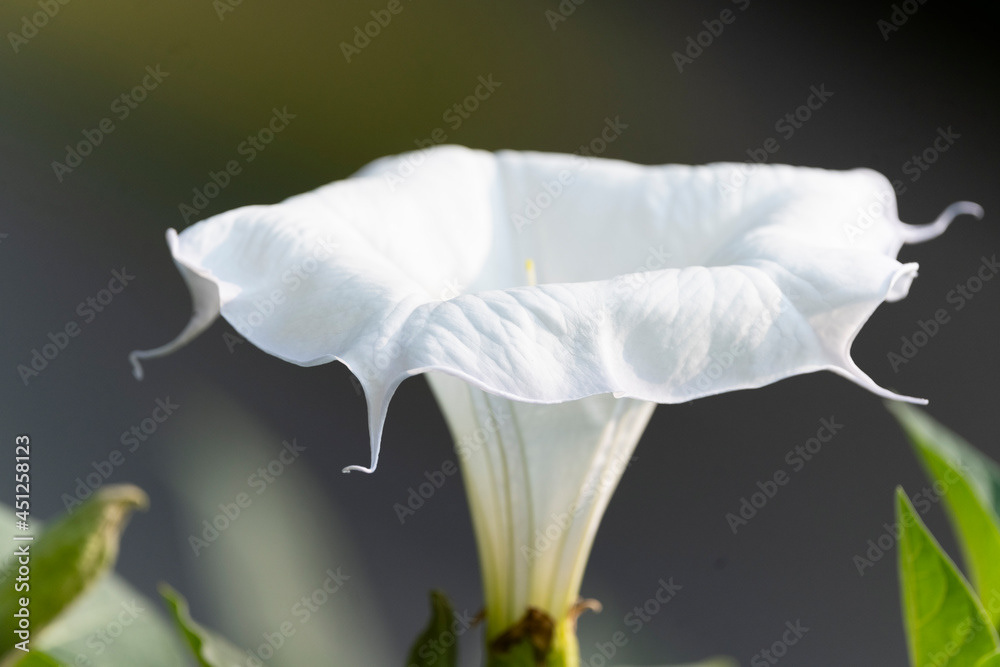 Photo by Lea Tyrrell | Available via Adobe Stock Images