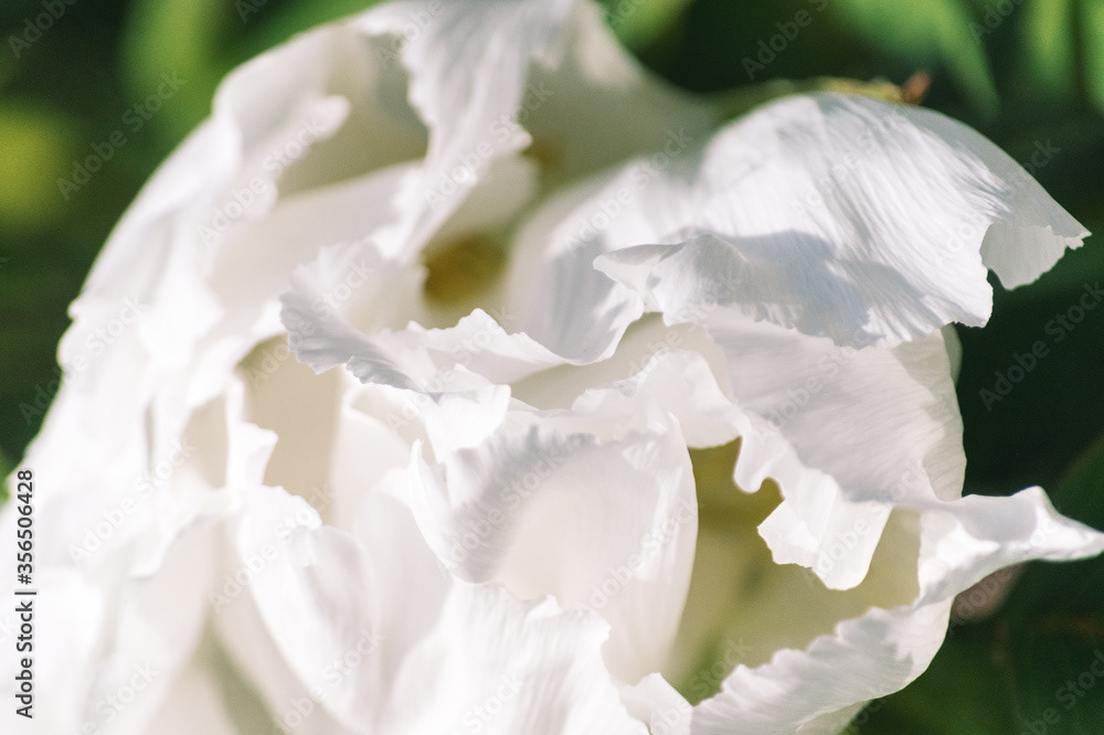 Photo by Lea Tyrrell | Available via Adobe Stock Images
