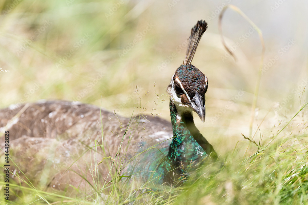 Photo by Lea Tyrrell | Available via Adobe Stock Images