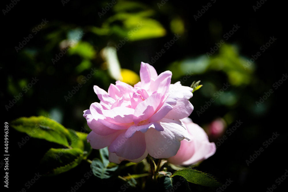 Photo by Lea Tyrrell | Available via Adobe Stock Images