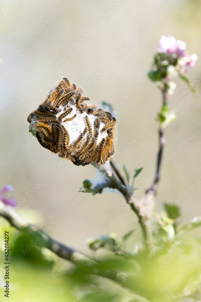 Photo by Lea Tyrrell | Available via Adobe Stock Images
