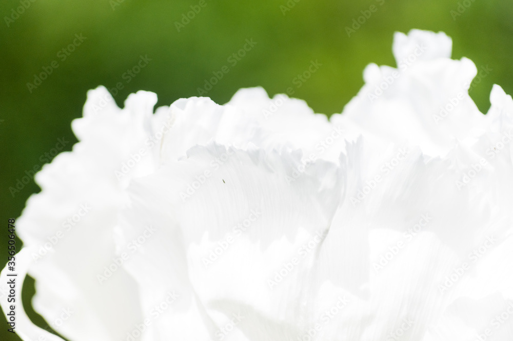 Photo by Lea Tyrrell | Available via Adobe Stock Images