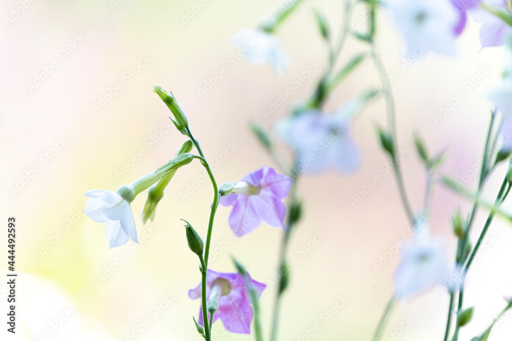 Photo by Lea Tyrrell | Available via Adobe Stock Images