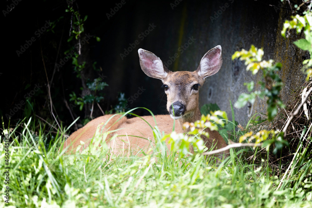 Photo by Lea Tyrrell | Available via Adobe Stock Images