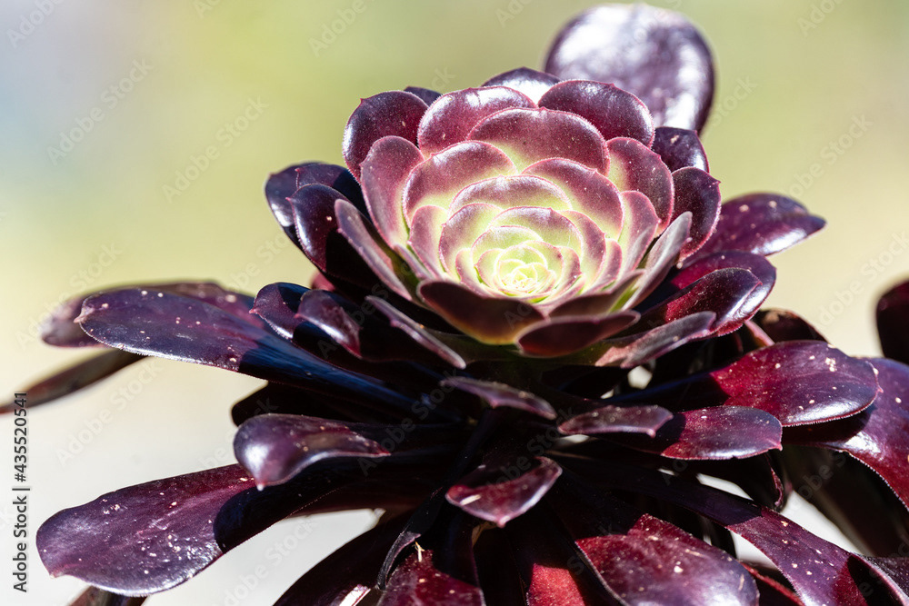 Photo by Lea Tyrrell | Available via Adobe Stock Images