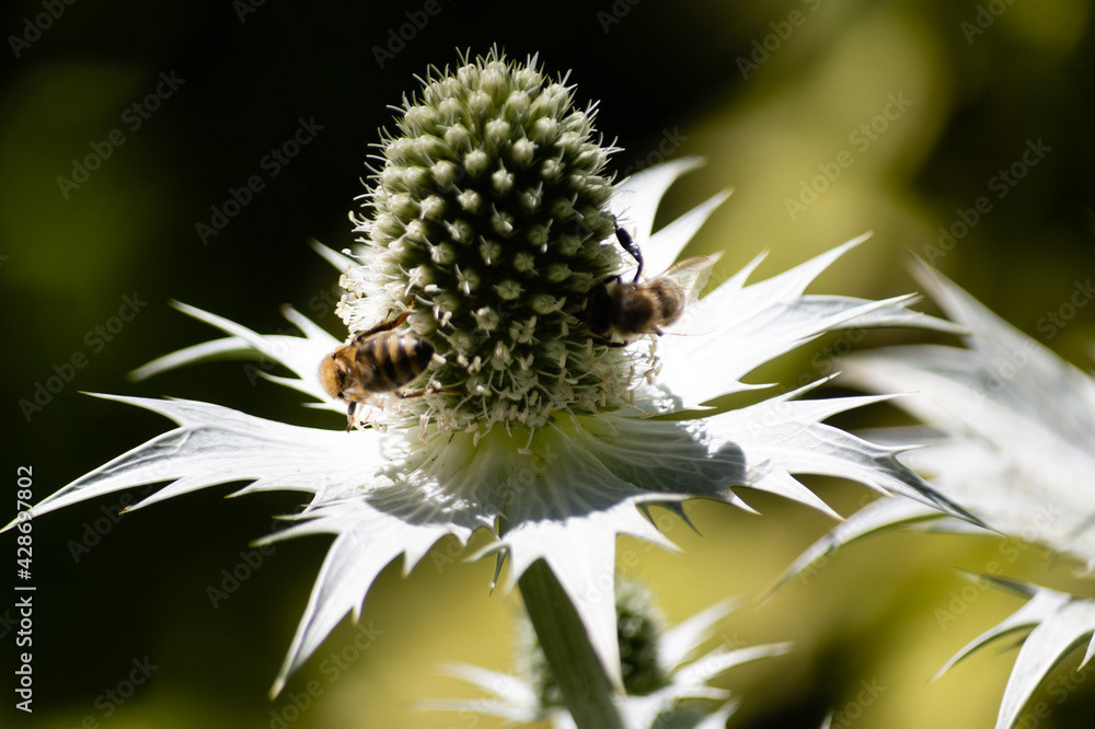 Photo by Lea Tyrrell | Available via Adobe Stock Images