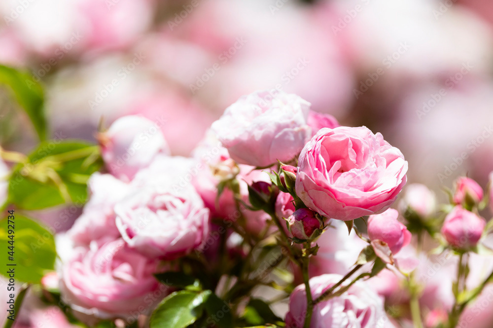 Photo by Lea Tyrrell | Available via Adobe Stock Images