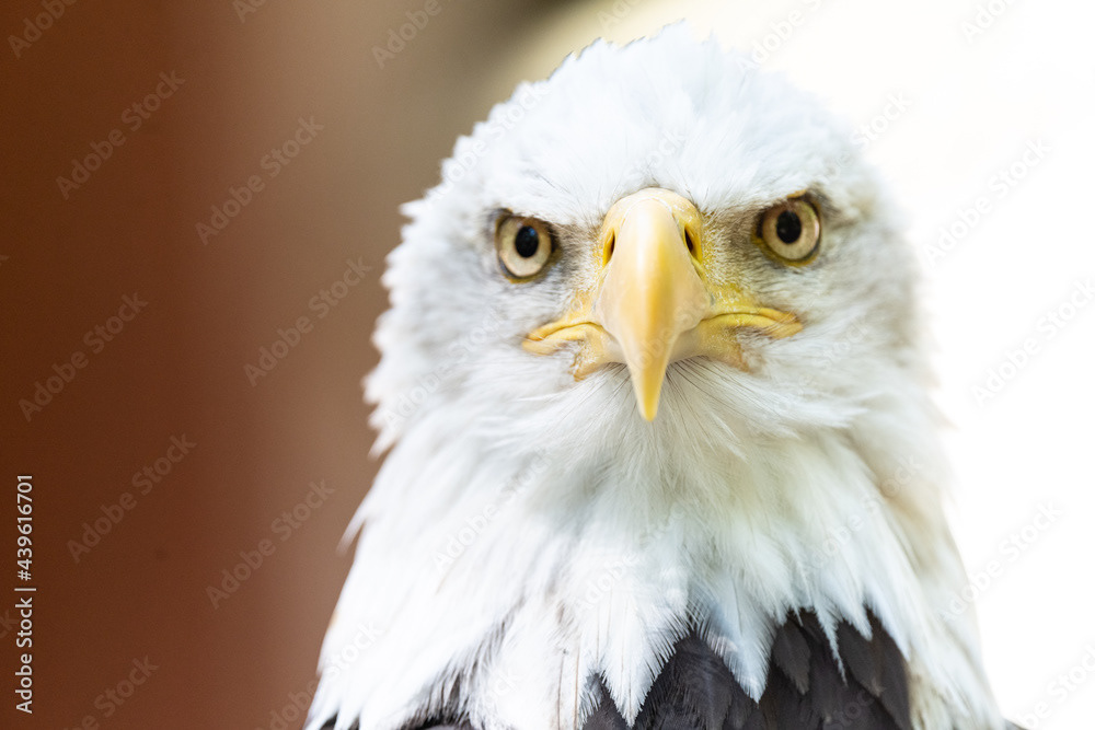 Photo by Lea Tyrrell | Available via Adobe Stock Images