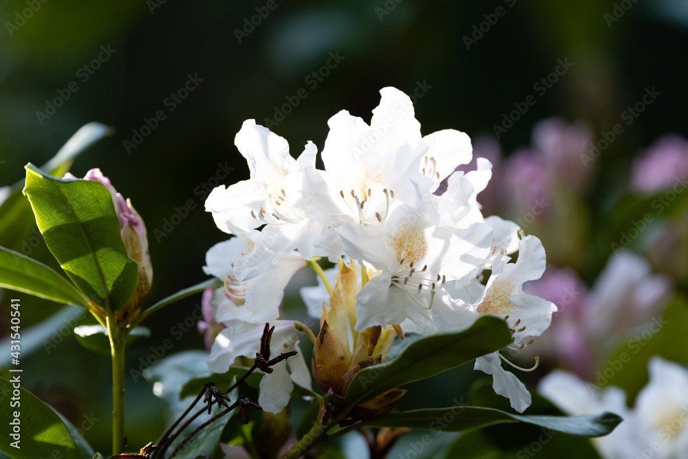 Photo by Lea Tyrrell | Available via Adobe Stock Images