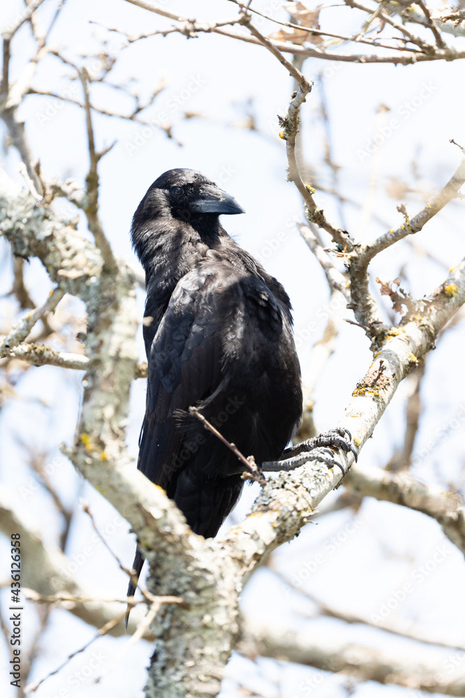 Photo by Lea Tyrrell | Available via Adobe Stock Images