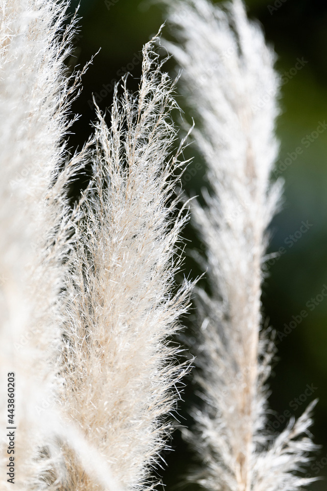 Photo by Lea Tyrrell | Available via Adobe Stock Images