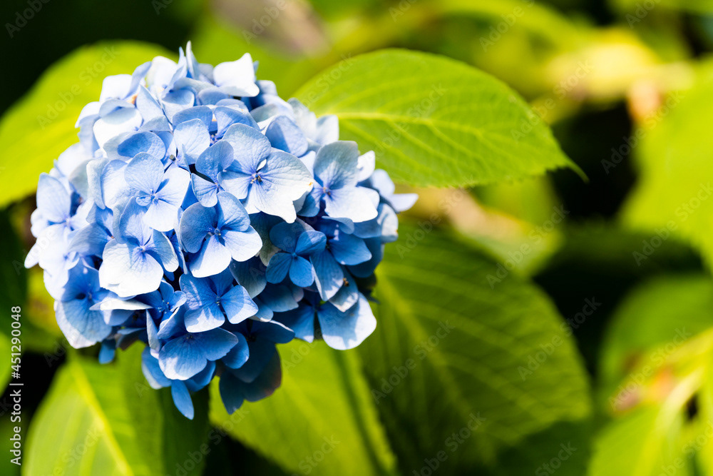 Photo by Lea Tyrrell | Available via Adobe Stock Images