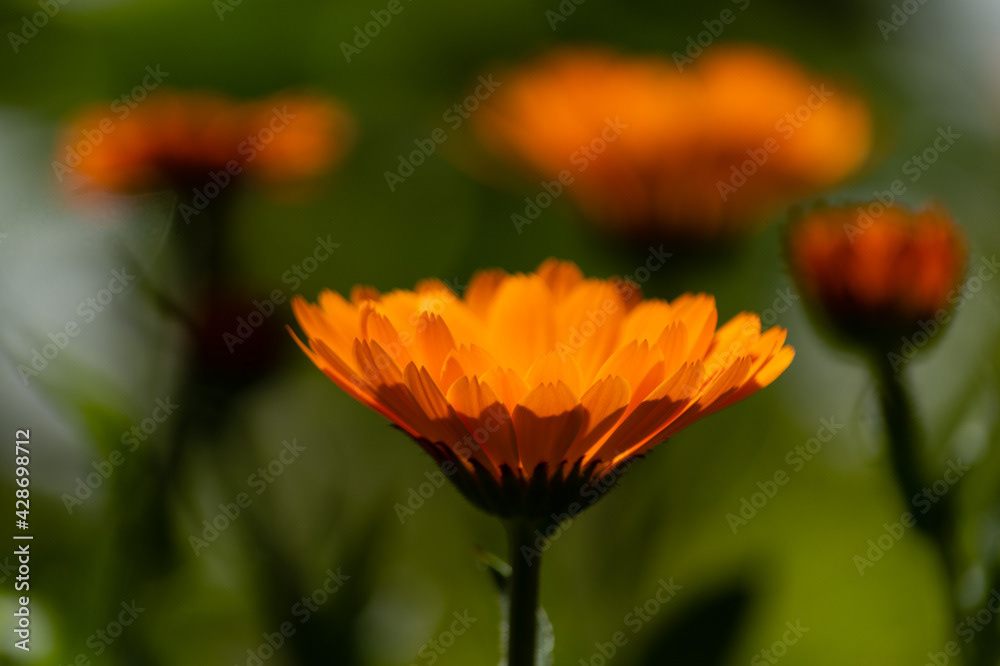 Photo by Lea Tyrrell | Available via Adobe Stock Images