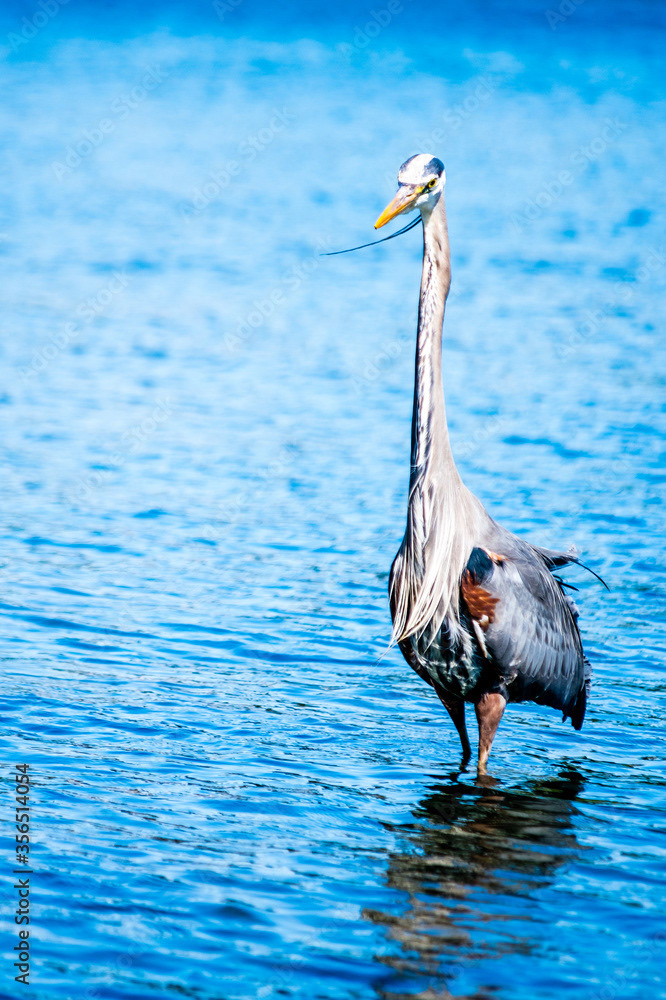 Photo by Lea Tyrrell | Available via Adobe Stock Images
