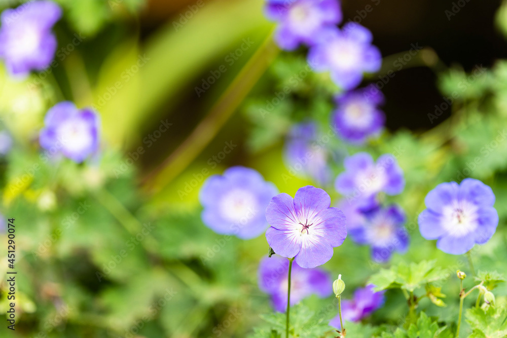 Photo by Lea Tyrrell | Available via Adobe Stock Images
