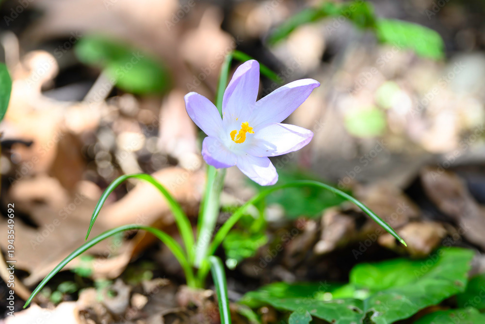 Photo by Lea Tyrrell | Available via Adobe Stock Images