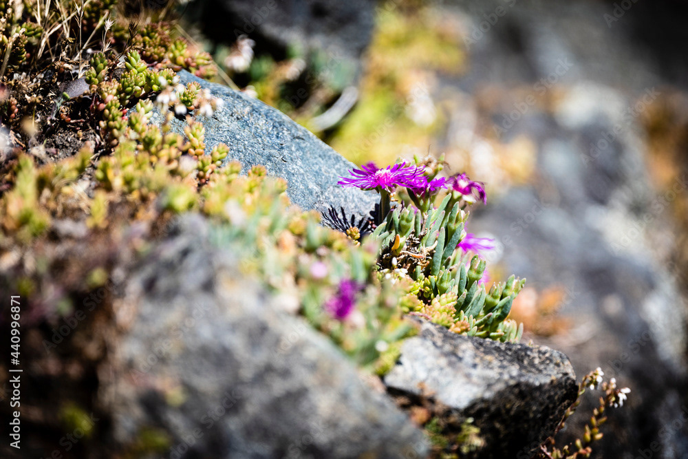 Photo by Lea Tyrrell | Available via Adobe Stock Images