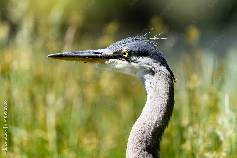 Photo by Lea Tyrrell | Available via Adobe Stock Images