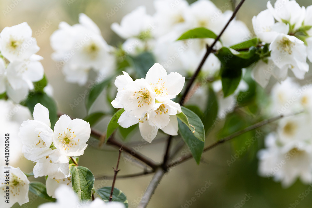 Photo by Lea Tyrrell | Available via Adobe Stock Images