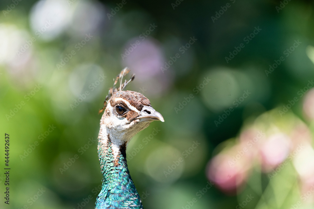 Photo by Lea Tyrrell | Available via Adobe Stock Images