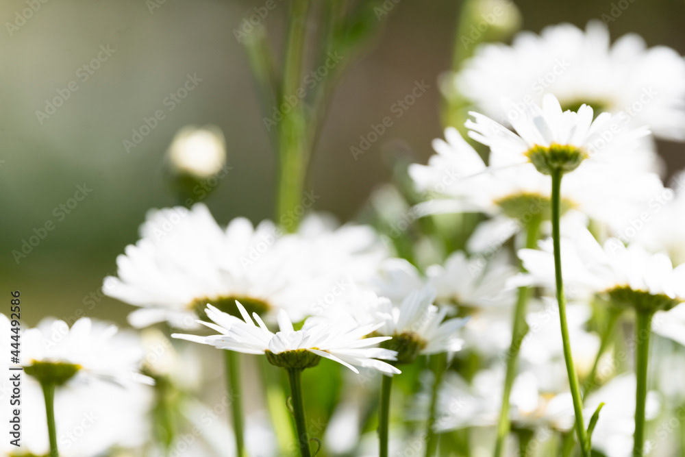 Photo by Lea Tyrrell | Available via Adobe Stock Images
