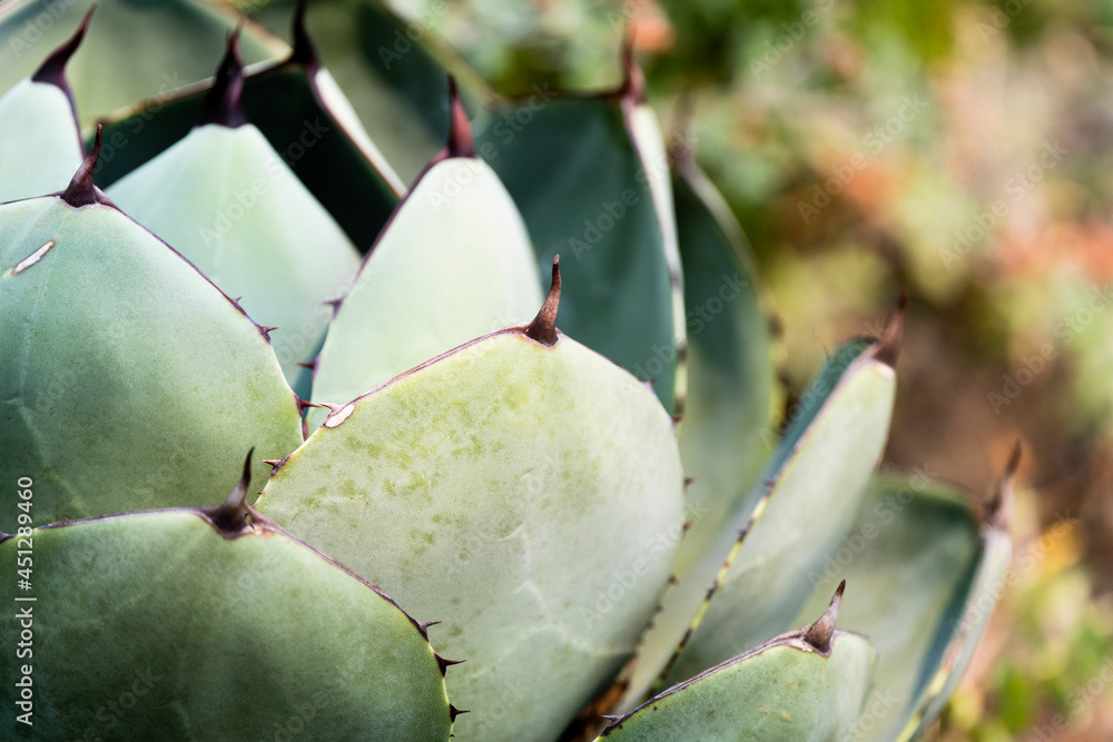 Photo by Lea Tyrrell | Available via Adobe Stock Images