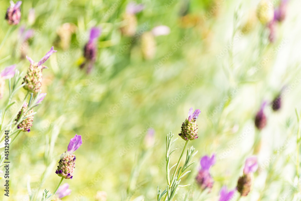 Photo by Lea Tyrrell | Available via Adobe Stock Images
