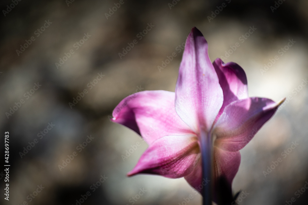 Photo by Lea Tyrrell | Available via Adobe Stock Images