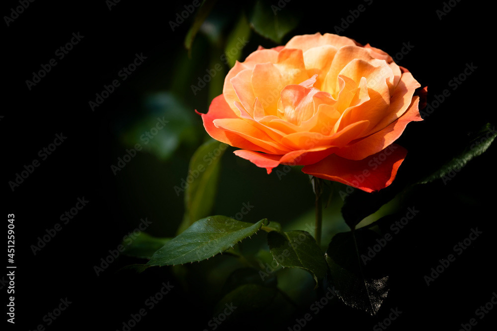 Photo by Lea Tyrrell | Available via Adobe Stock Images