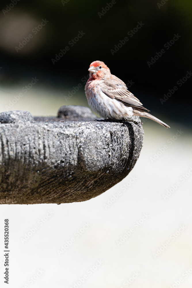 Photo by Lea Tyrrell | Available via Adobe Stock Images