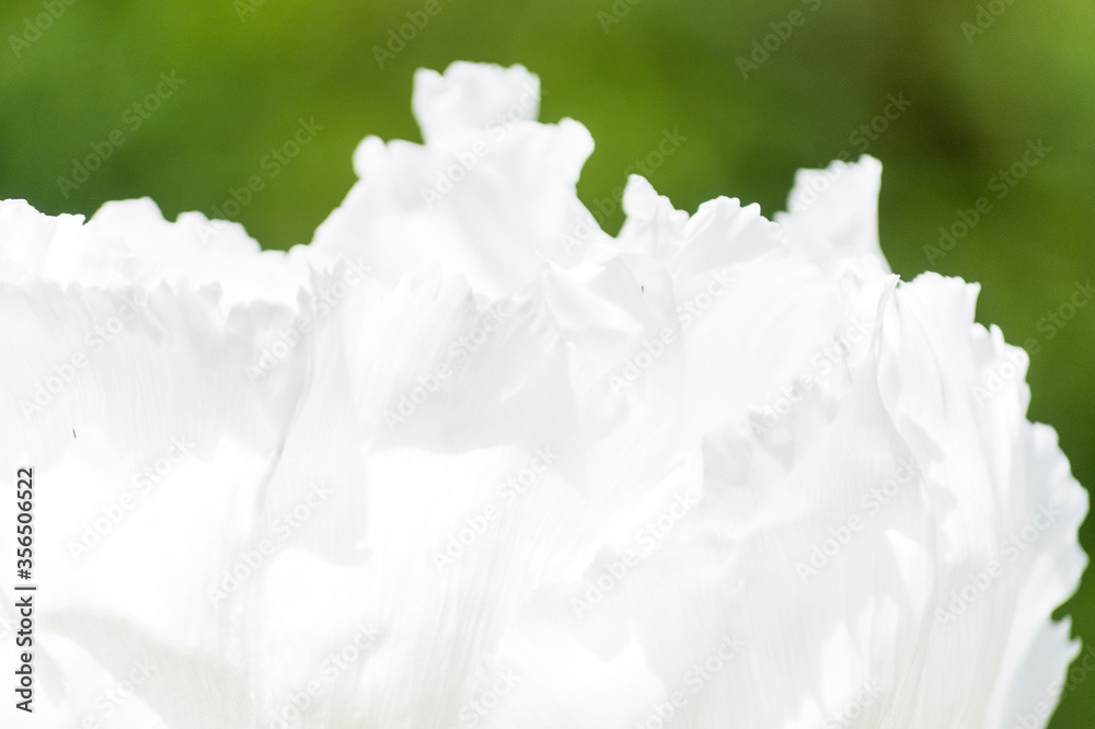 Photo by Lea Tyrrell | Available via Adobe Stock Images