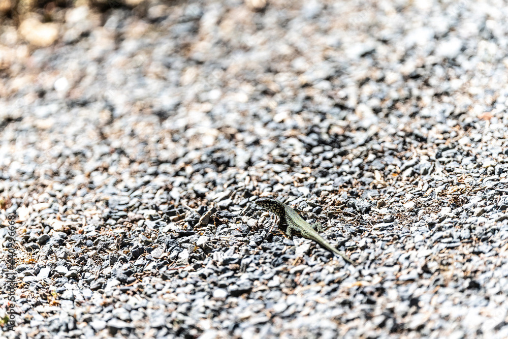 Photo by Lea Tyrrell | Available via Adobe Stock Images