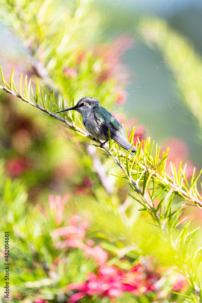 Photo by Lea Tyrrell | Available via Adobe Stock Images