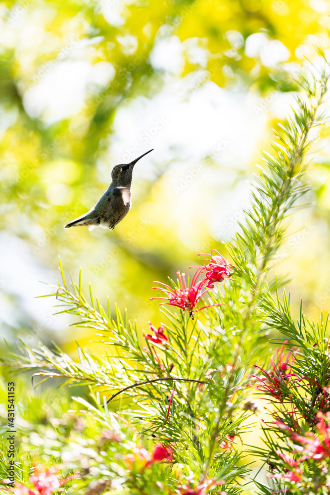 Photo by Lea Tyrrell | Available via Adobe Stock Images