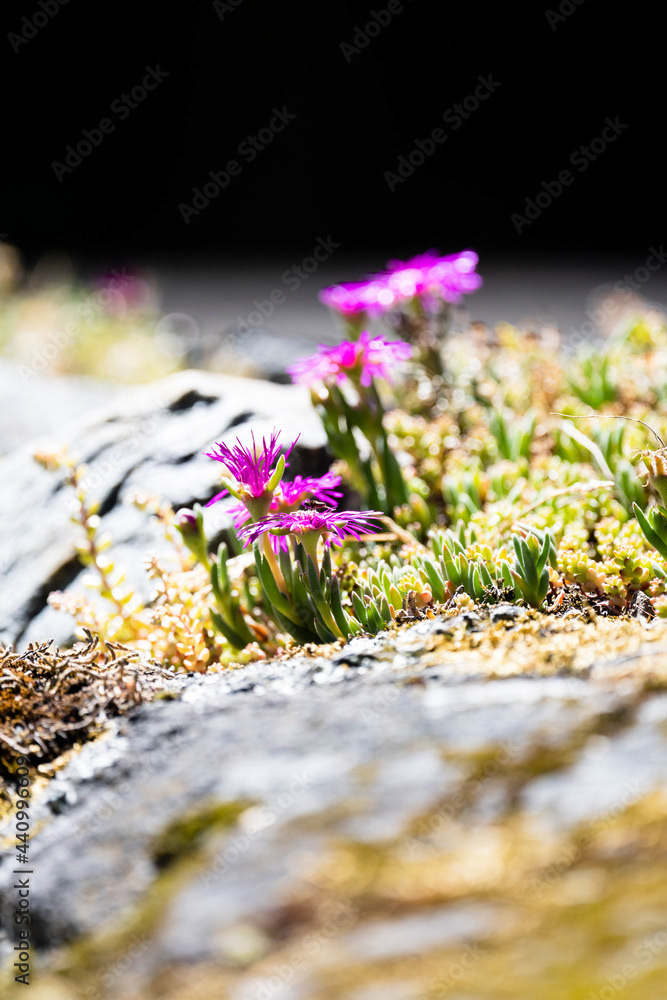 Photo by Lea Tyrrell | Available via Adobe Stock Images