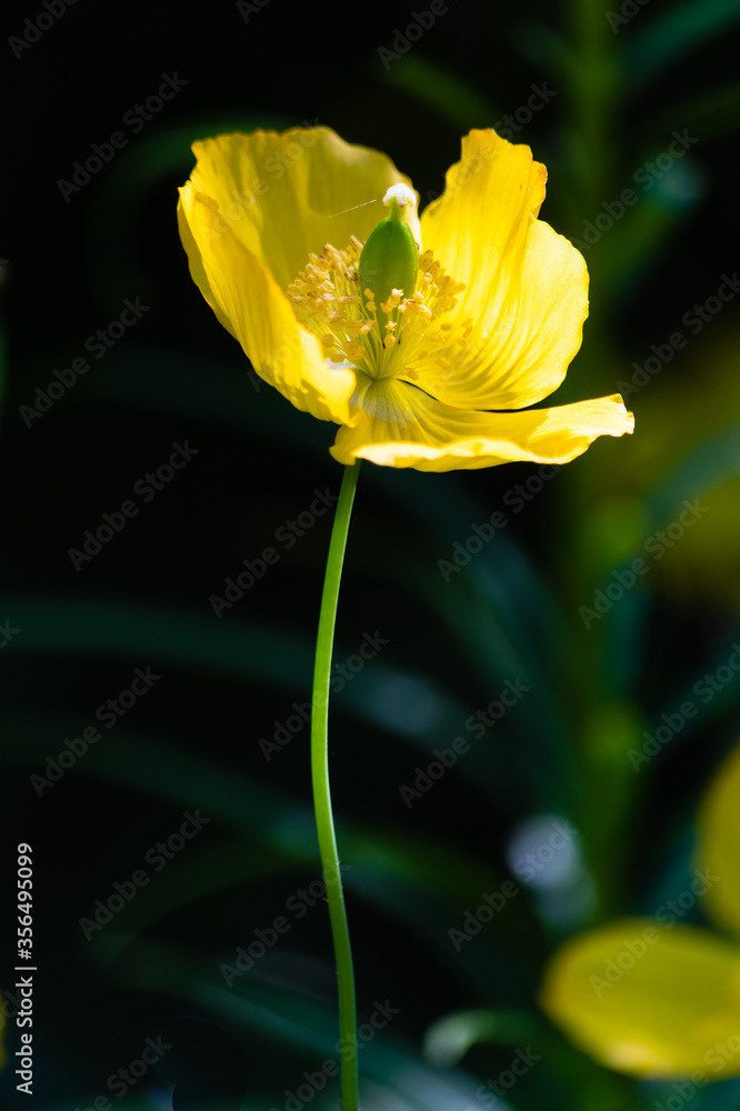 Photo by Lea Tyrrell | Available via Adobe Stock Images