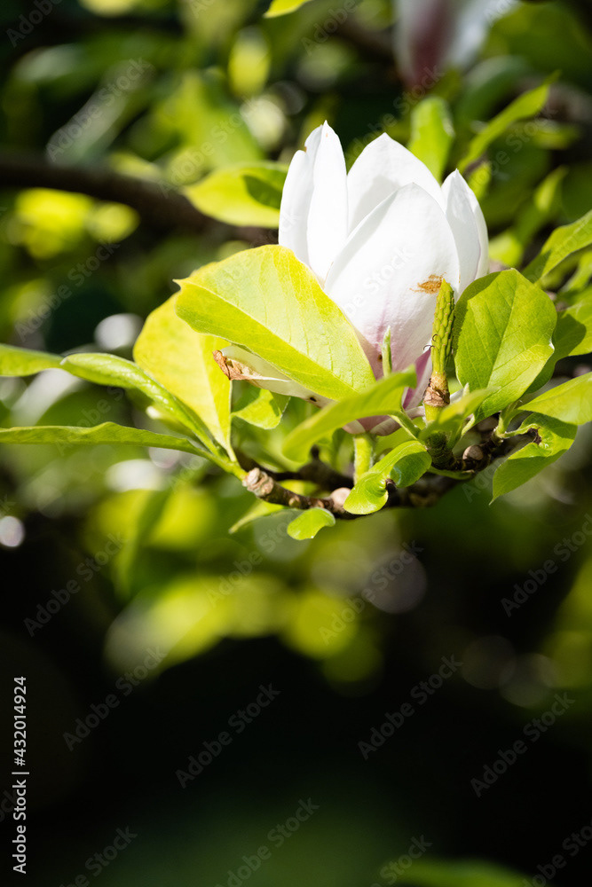 Photo by Lea Tyrrell | Available via Adobe Stock Images