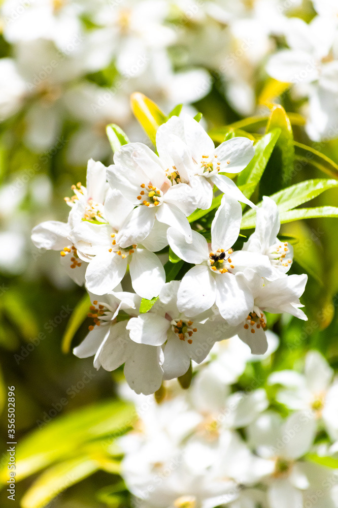 Photo by Lea Tyrrell | Available via Adobe Stock Images