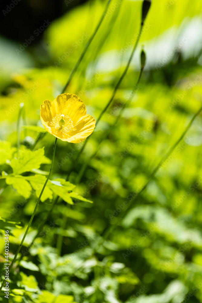 Photo by Lea Tyrrell | Available via Adobe Stock Images