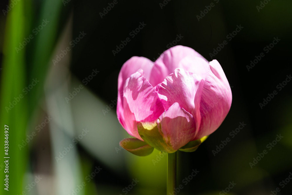 Photo by Lea Tyrrell | Available via Adobe Stock Images