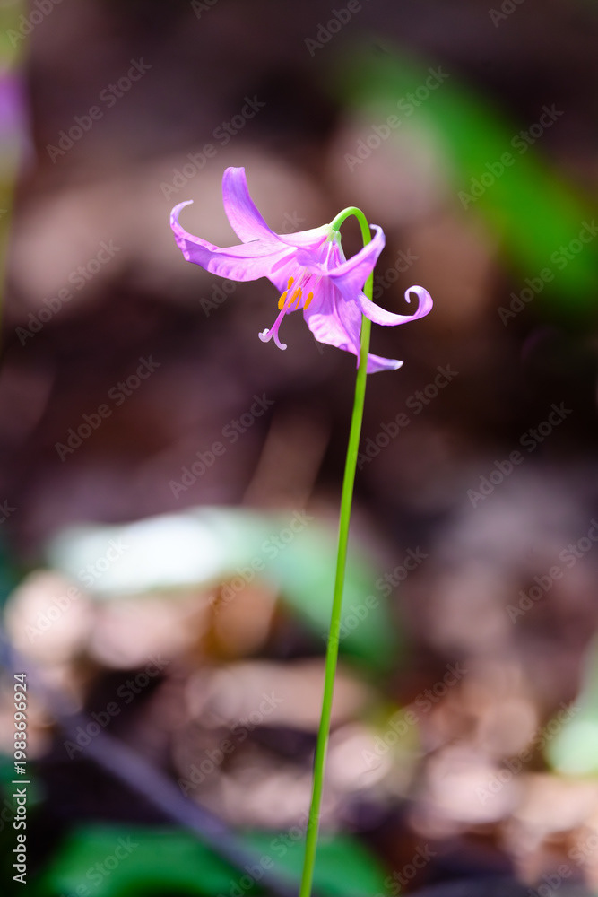 Photo by Lea Tyrrell | Available via Adobe Stock Images