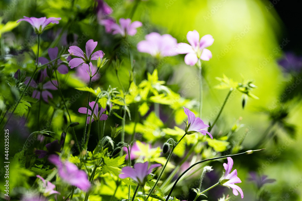 Photo by Lea Tyrrell | Available via Adobe Stock Images