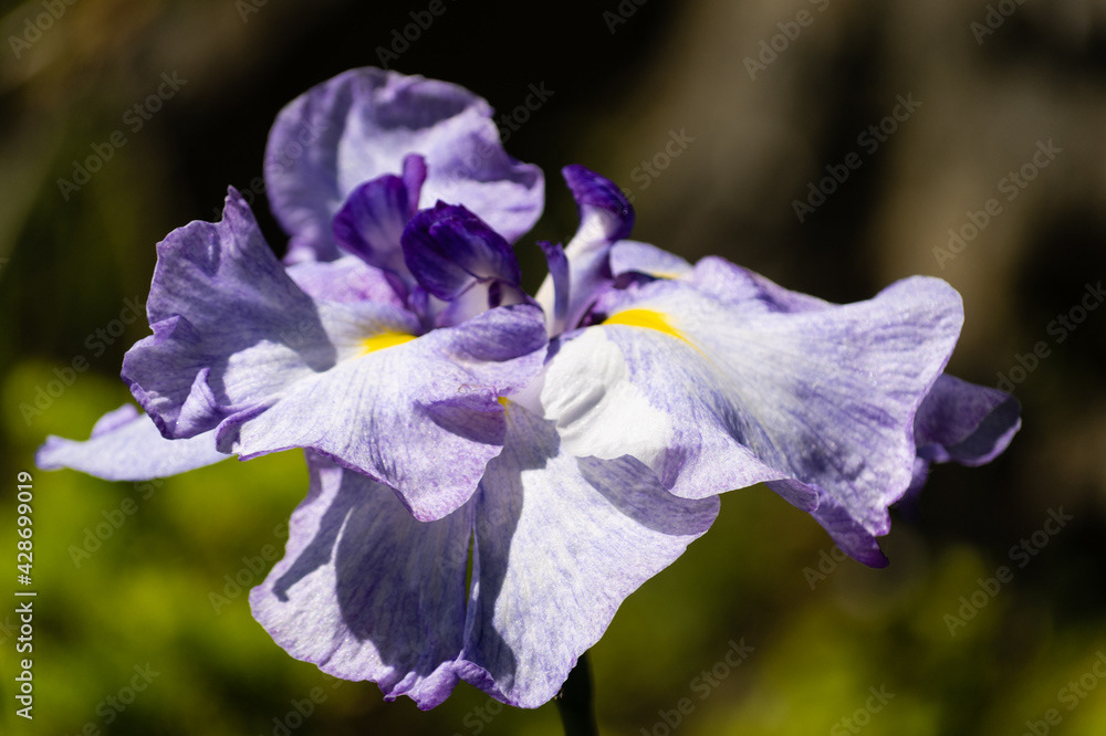 Photo by Lea Tyrrell | Available via Adobe Stock Images