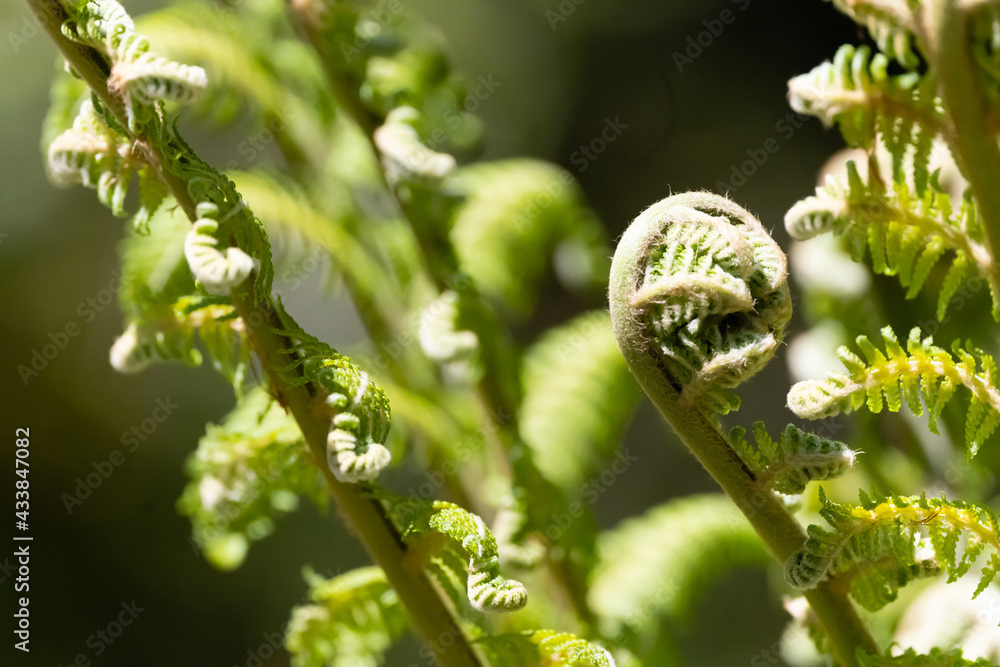 Photo by Lea Tyrrell | Available via Adobe Stock Images