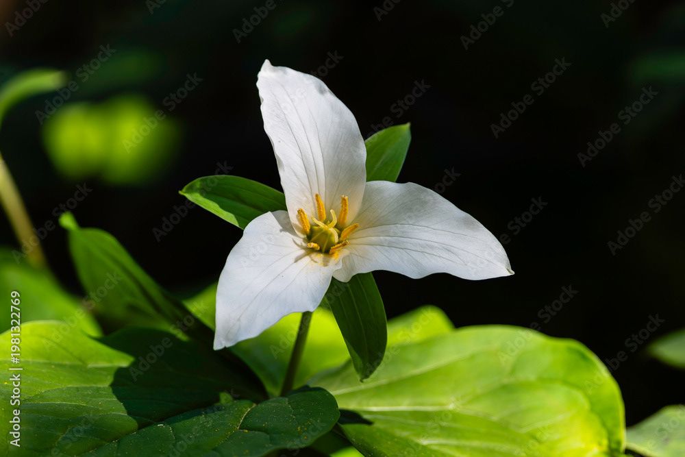 Photo by Lea Tyrrell | Available via Adobe Stock Images