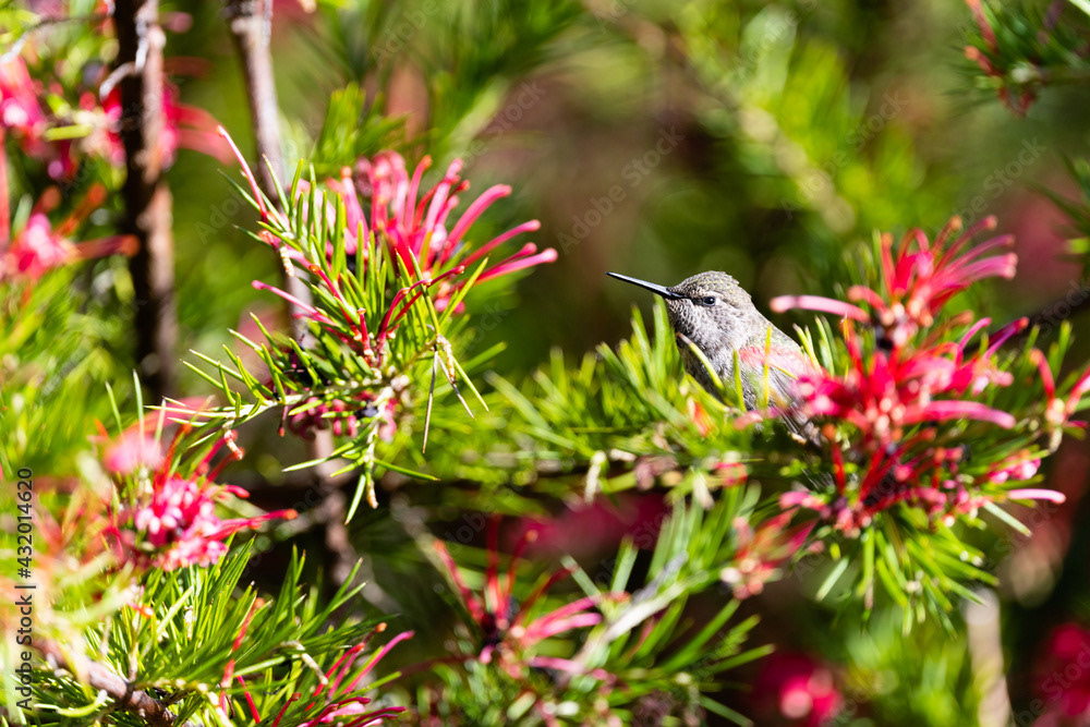 Photo by Lea Tyrrell | Available via Adobe Stock Images