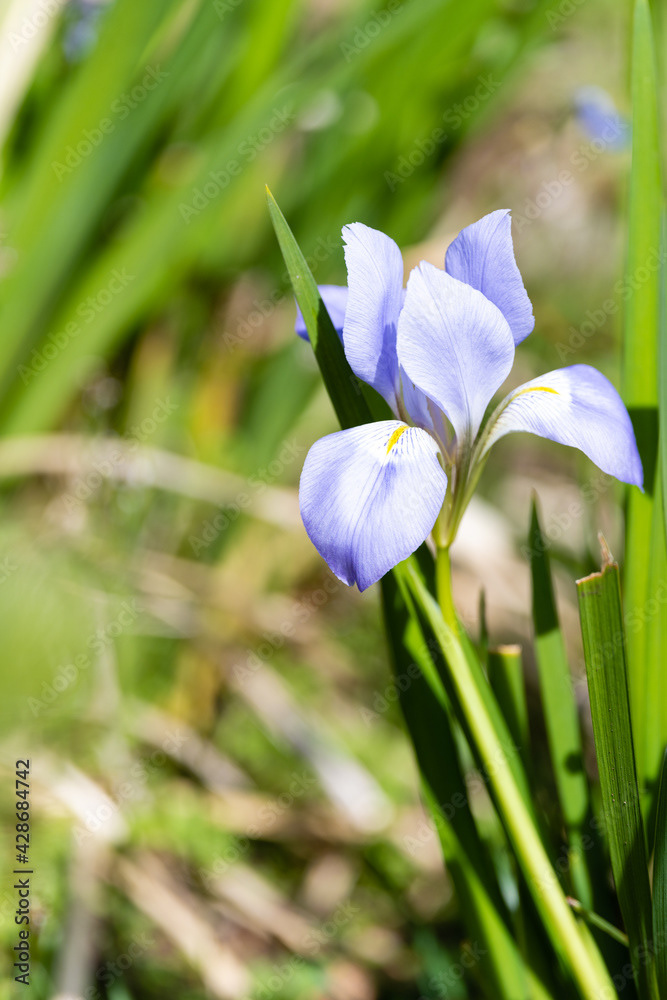 Photo by Lea Tyrrell | Available via Adobe Stock Images