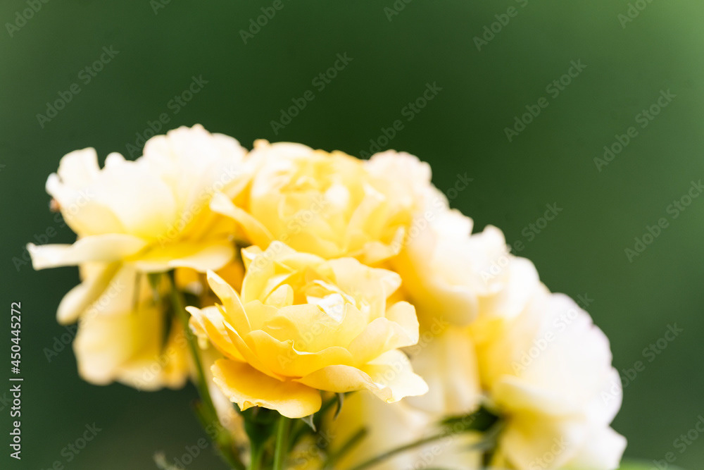 Photo by Lea Tyrrell | Available via Adobe Stock Images