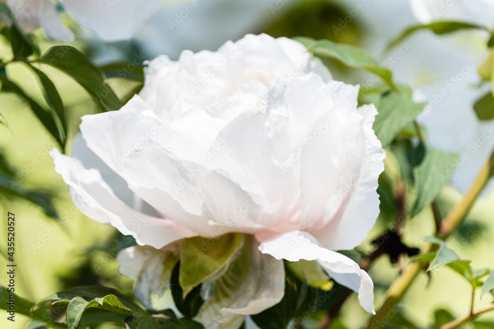Photo by Lea Tyrrell | Available via Adobe Stock Images